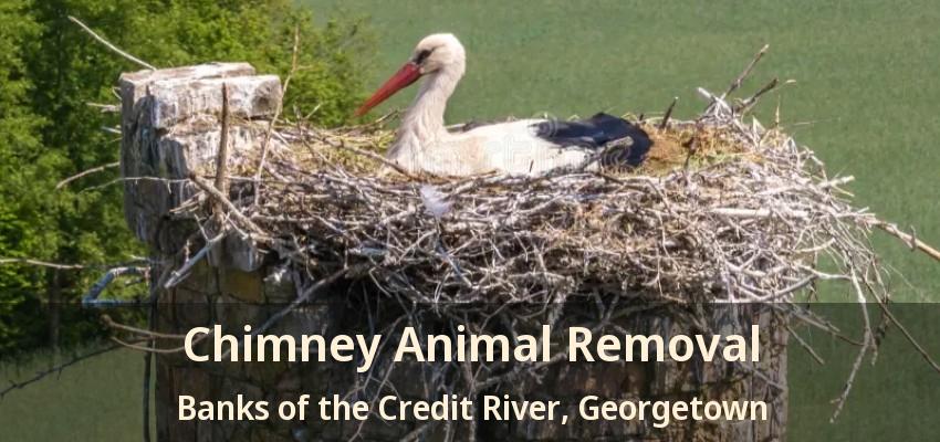 Chimney Animal Removal Banks of the Credit River, Georgetown - ON