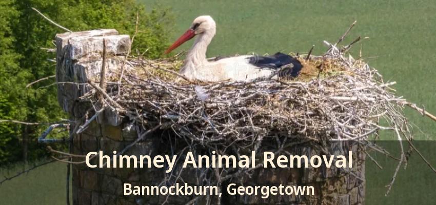 Chimney Animal Removal Bannockburn, Georgetown - ON