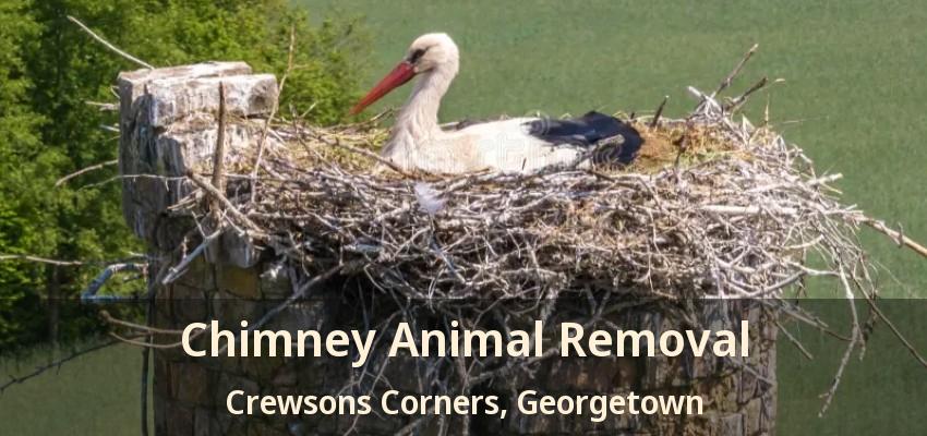 Chimney Animal Removal Crewsons Corners, Georgetown - ON