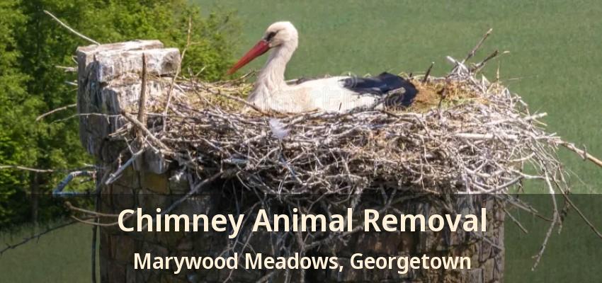 Chimney Animal Removal Marywood Meadows, Georgetown - ON