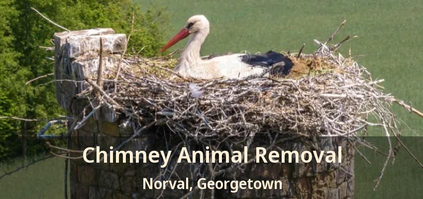 Chimney Animal Removal Norval, Georgetown - ON