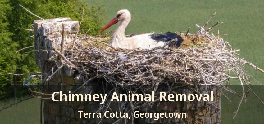 Chimney Animal Removal Terra Cotta, Georgetown - ON