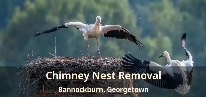 Chimney Nest Removal Bannockburn, Georgetown - ON
