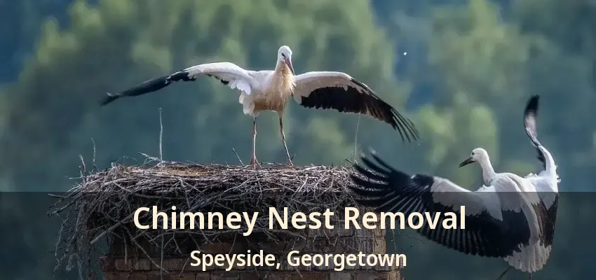 Chimney Nest Removal Speyside, Georgetown - ON