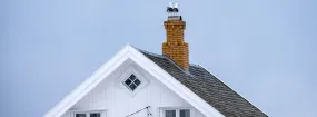 Chimney Nest Removal Meadowglen, Georgetown
